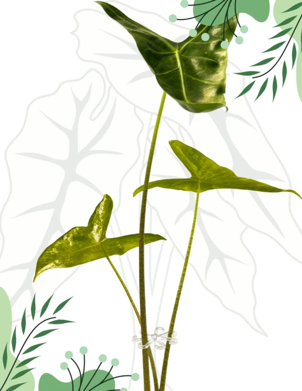 Chwytak 7 cm do roślin doniczkowych – 8-ramienny stabilizator liści i łodyg Alocasia Anthurium - obrazek 3