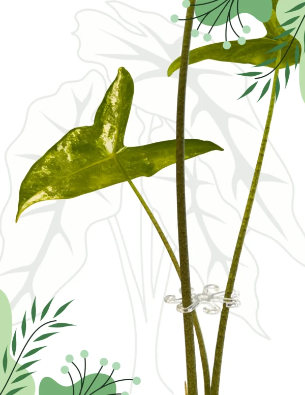 Chwytak 7 cm do roślin doniczkowych – 8-ramienny stabilizator liści i łodyg Alocasia Anthurium - obrazek 2
