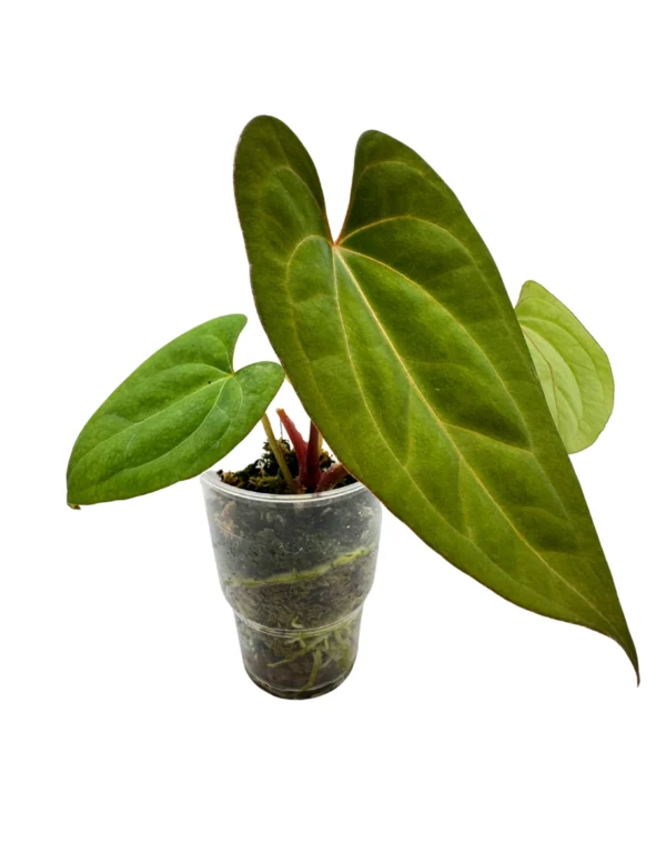 Anthurium Dark Phoenix X Ø-10cm H-20cm