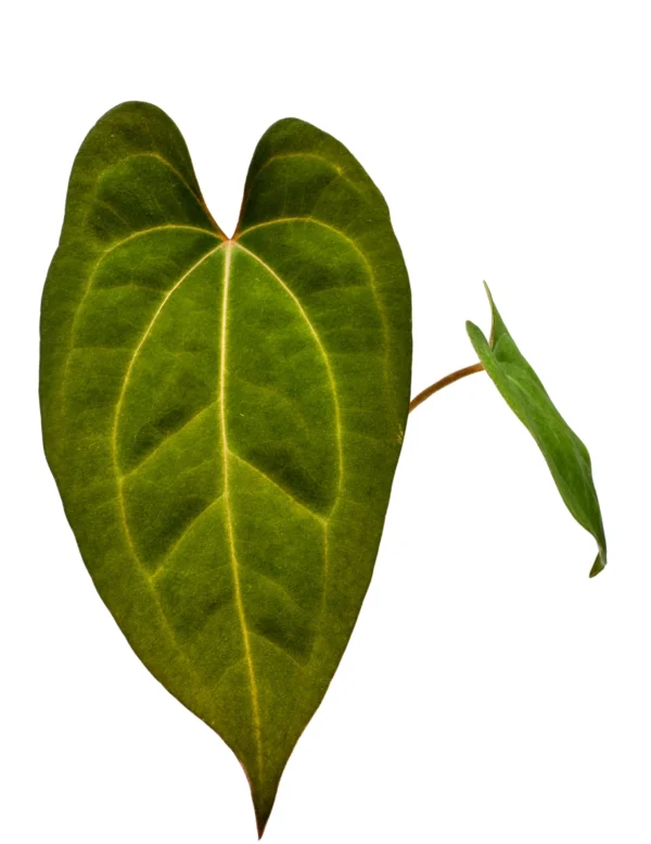 Anthurium Dark Phoenix X Ø-10cm H-20cm - obrazek 3