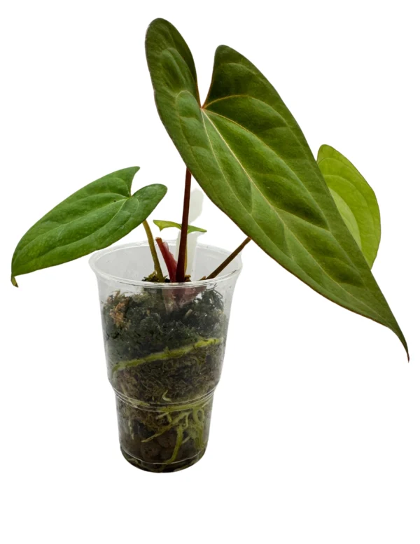 Anthurium Dark Phoenix X Ø-10cm H-20cm - obrazek 4