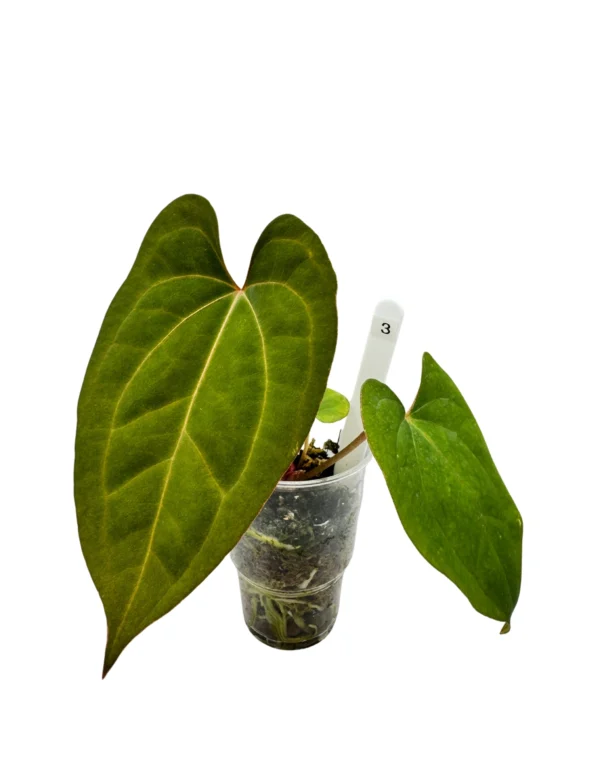 Anthurium Dark Phoenix X Ø-10cm H-20cm - obrazek 5