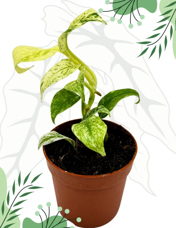 Epipremnum Giganteum Variegata Ø-10cm H-15cm - obrazek 2