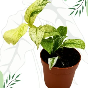 Epipremnum Giganteum Variegata Ø-10cm H-15cm
