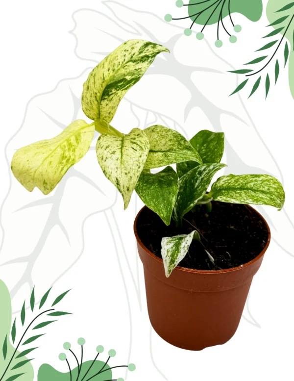 Epipremnum Giganteum Variegata Ø-10cm H-15cm