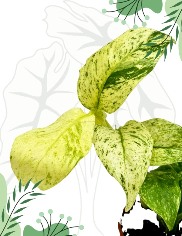 Epipremnum Giganteum Variegata Ø-10cm H-15cm - obrazek 4