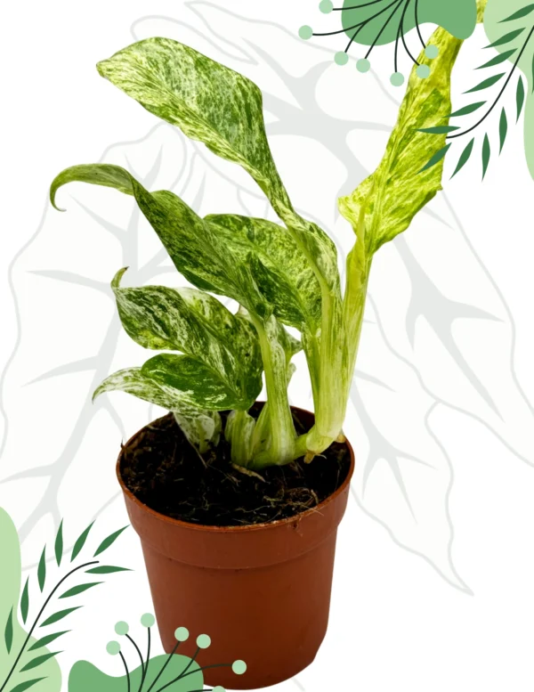 Epipremnum Giganteum Variegata Ø-10cm H-15cm - obrazek 2