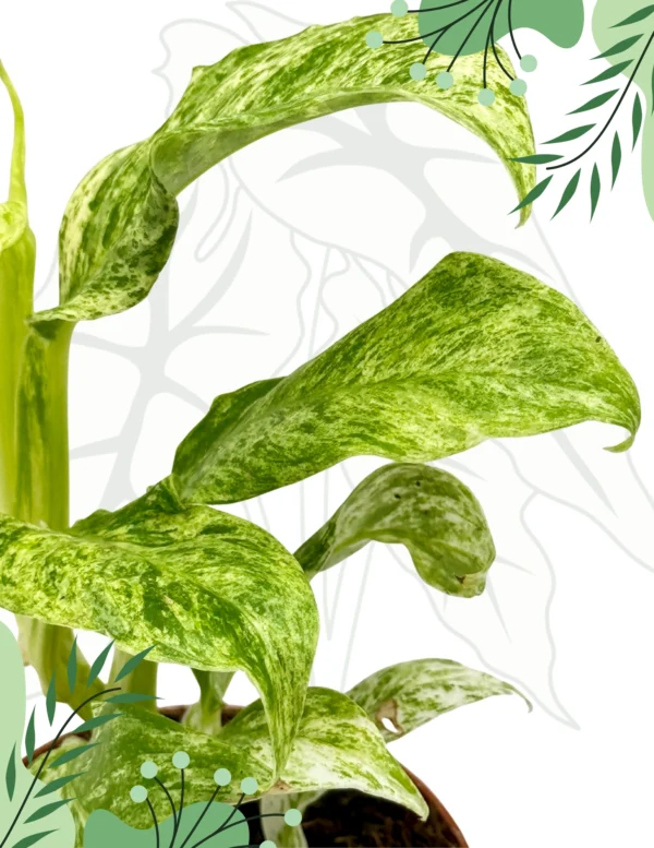 Epipremnum Giganteum Variegata Ø-10cm H-15cm - obrazek 3