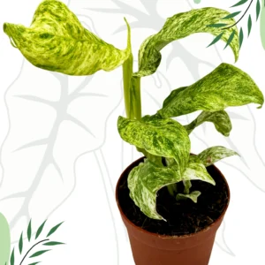 Epipremnum Giganteum Variegata Ø-10cm H-15cm