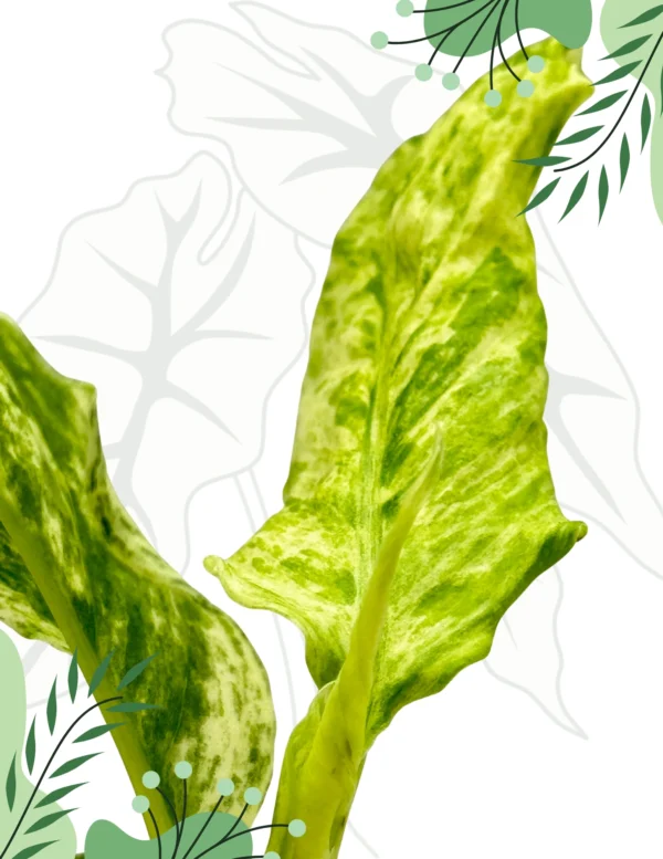 Epipremnum Giganteum Variegata Ø-10cm H-15cm - obrazek 4