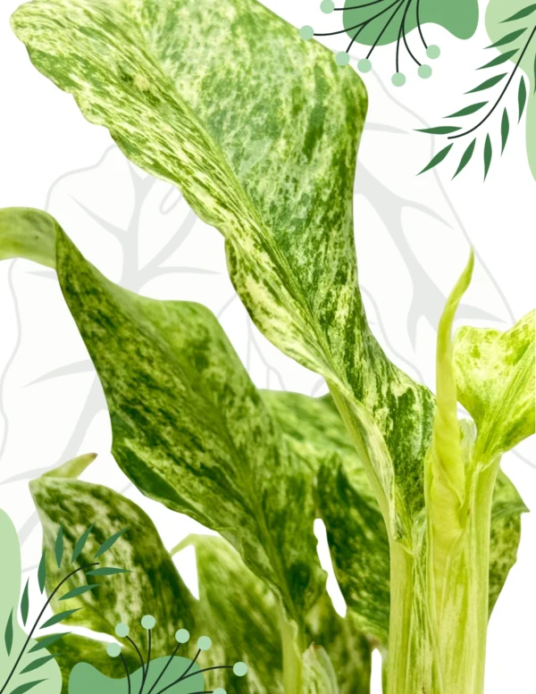 Epipremnum Giganteum Variegata Ø-10cm H-15cm - obrazek 5