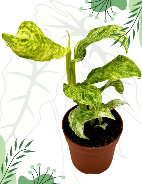 Epipremnum Giganteum Variegata Ø-10cm H-15cm