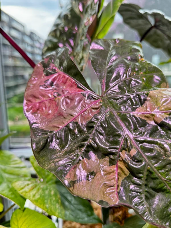 Alocasia Plumbea Pink Ø-6cm H-10cm - obrazek 7