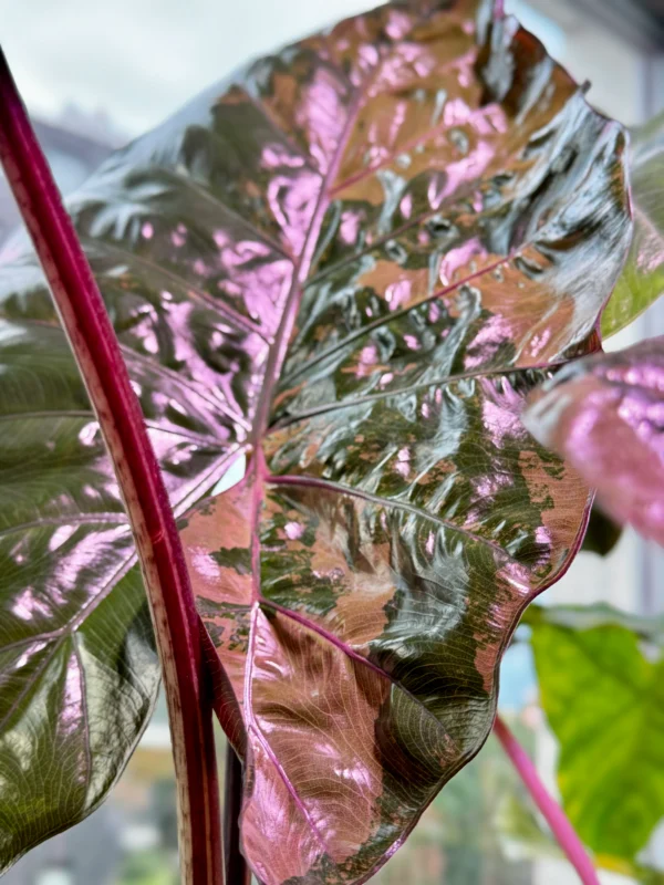 Alocasia Plumbea Pink Ø-6cm H-10cm - obrazek 6