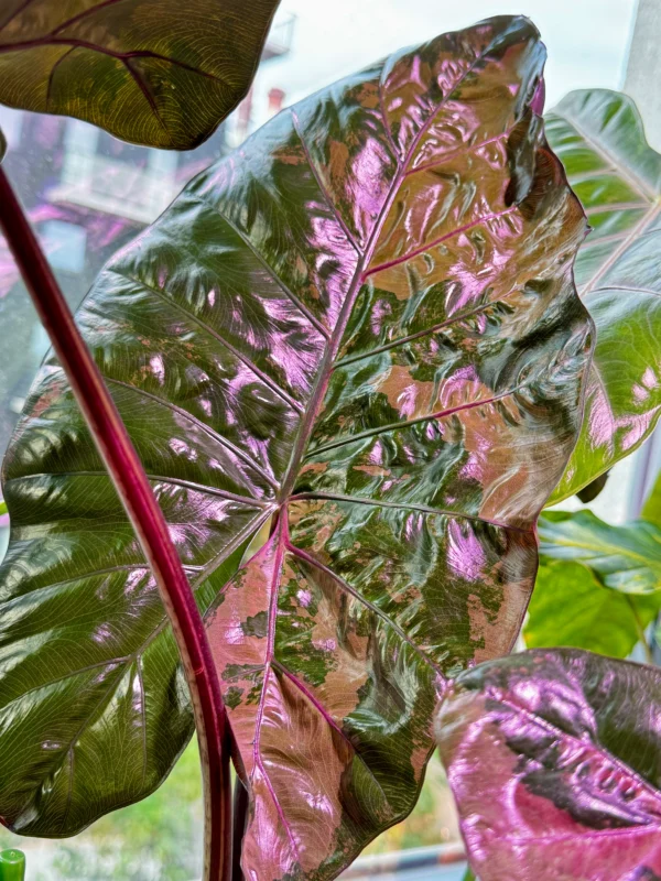 Alocasia Plumbea Pink Ø-6cm H-10cm - obrazek 4