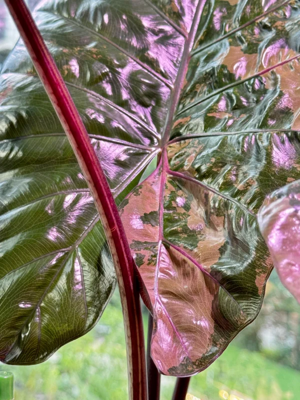 Alocasia Plumbea Pink Ø-6cm H-10cm - obrazek 3