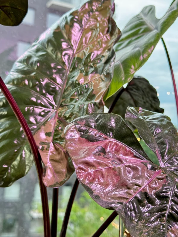 Alocasia Plumbea Pink Ø-6cm H-10cm - obrazek 2