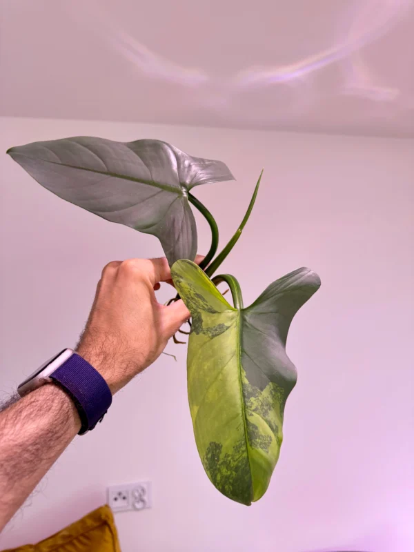 Philodendron Silver Sword Variegata (Szczyt)