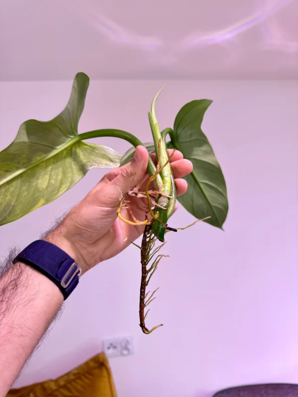 Philodendron Silver Sword Variegata (Szczyt) - obrazek 3