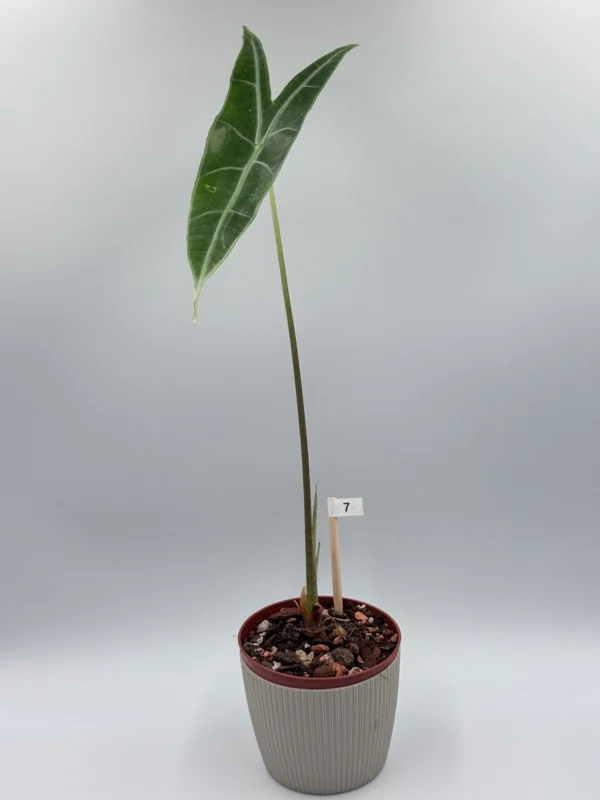 Alocasia Longiloba Silver Ø-10cm H-30cm