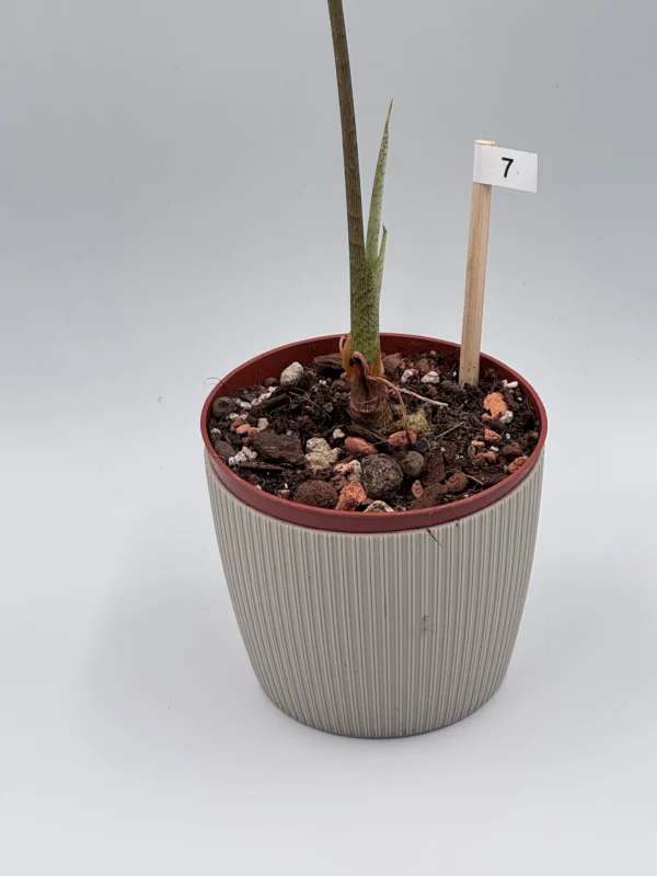 Alocasia Longiloba Silver Ø-10cm H-30cm - obrazek 3