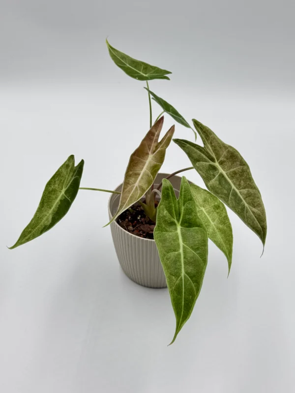 Alokazja Suchirmaniana Variegata Ø-6cm H-15cm