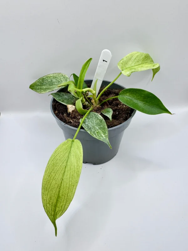 Philodendron Florida Ghost Ø-10cm H-20cm - obrazek 4