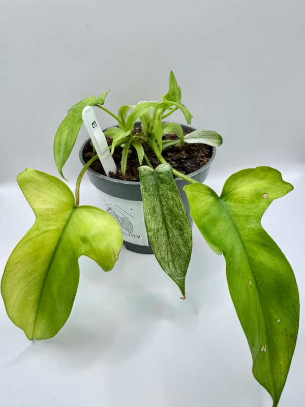 Philodendron Florida Ghost Ø-10cm H-20cm - obrazek 3