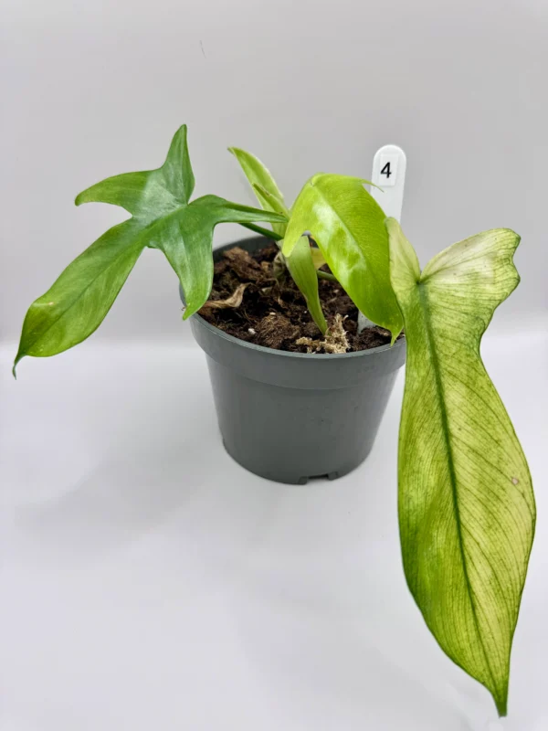 Philodendron Florida Ghost Ø-10cm H-20cm