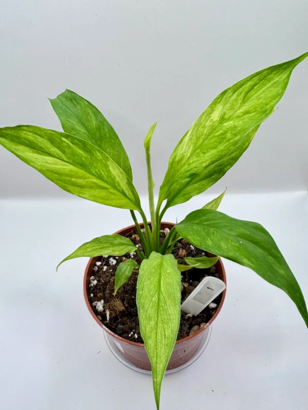 Spathiphyllum Aurea Variegata Ø-10cm H-20cm