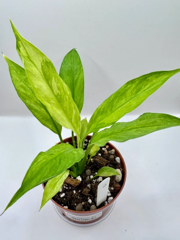 Spathiphyllum Aurea Variegata Ø-10cm H-20cm - obrazek 3