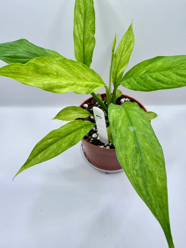 Spathiphyllum Aurea Variegata Ø-10cm H-20cm - obrazek 4