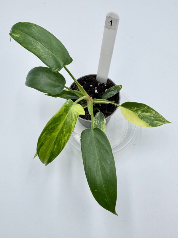 Philodendron Florida Beauty Ø-6cm H-15cm - obrazek 3