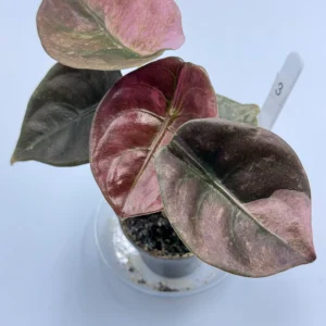 Alokazja Cuprea Variegata Ø-6cm H-10cm