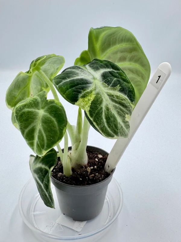 Alocasia Ninja Variegata  Ø-6cm H-15cm - obrazek 3