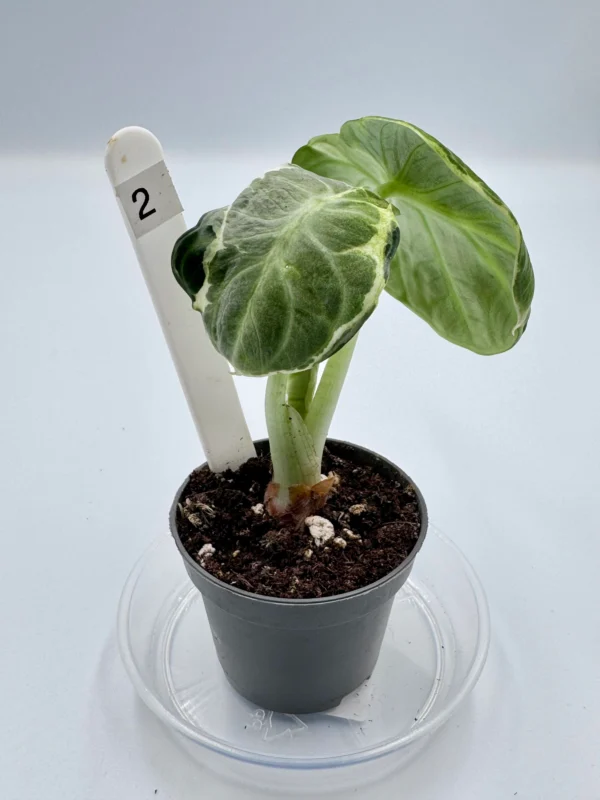 Alocasia Ninja Variegata  Ø-6cm H-15cm - obrazek 4