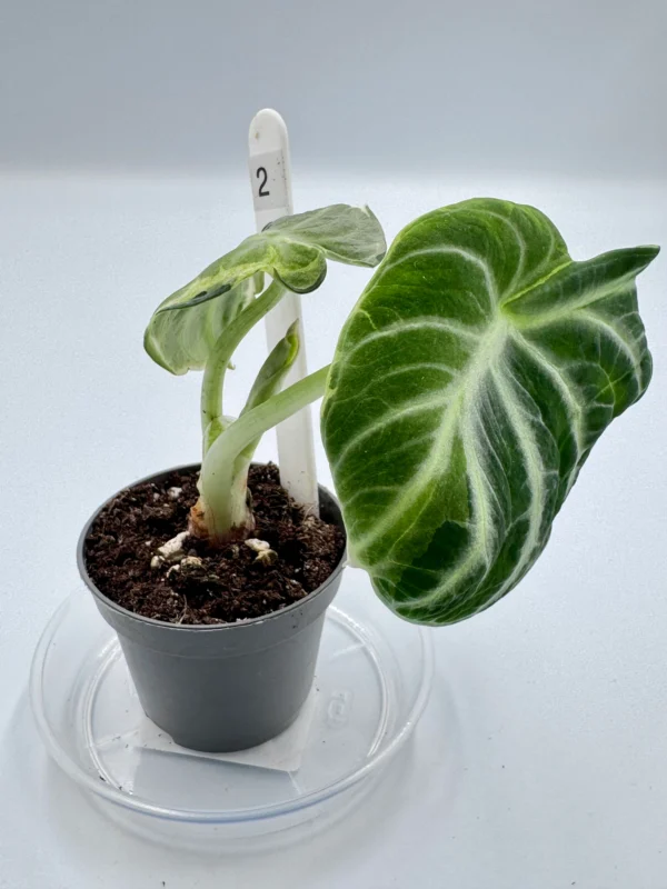 Alocasia Ninja Variegata  Ø-6cm H-15cm - obrazek 5