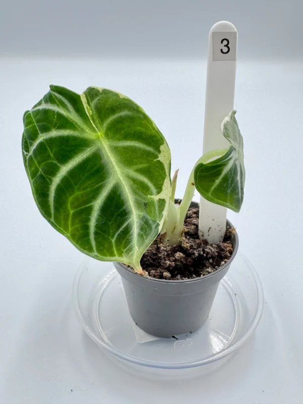 Alocasia Ninja Variegata  Ø-6cm H-15cm - obrazek 6