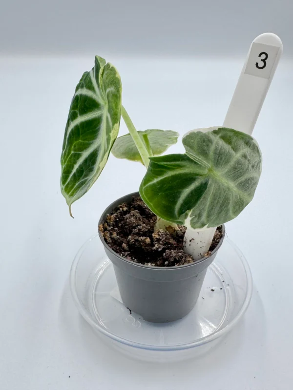 Alocasia Ninja Variegata  Ø-6cm H-15cm - obrazek 7
