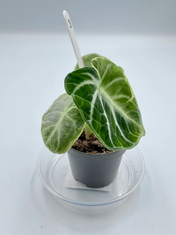 Alocasia Ninja Variegata  Ø-6cm H-15cm - obrazek 8