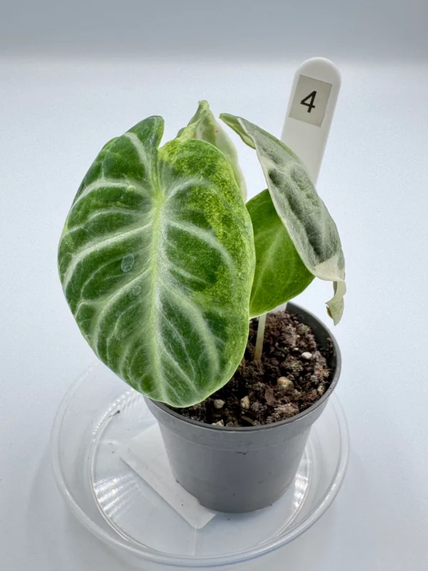Alocasia Ninja Variegata  Ø-6cm H-15cm - obrazek 9