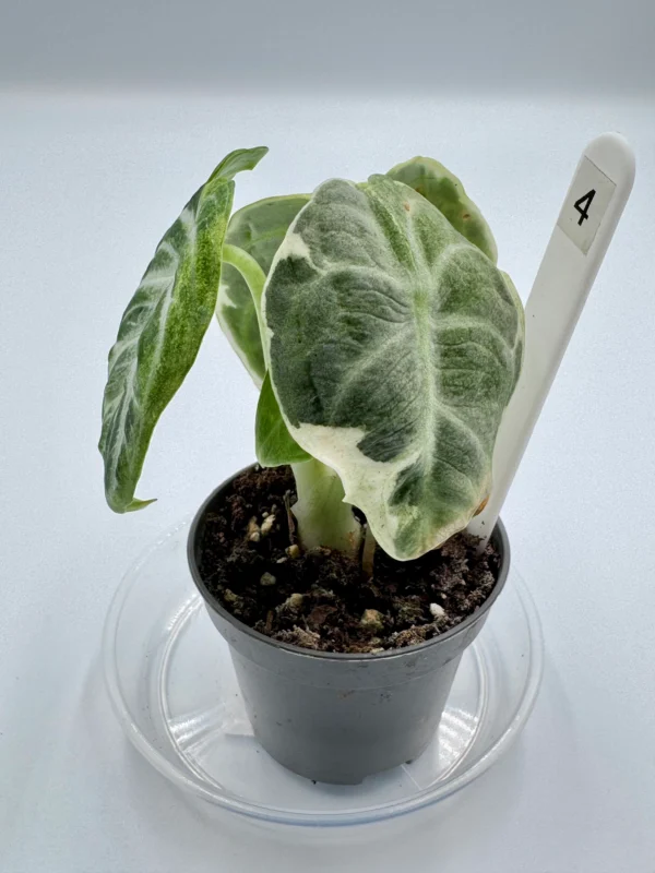 Alocasia Ninja Variegata  Ø-6cm H-15cm - obrazek 10