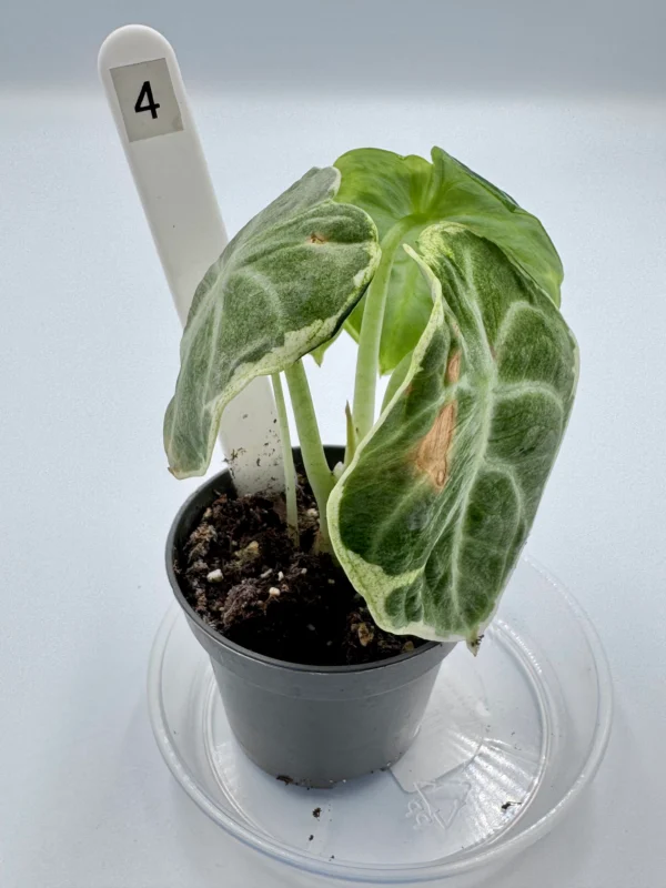 Alocasia Ninja Variegata  Ø-6cm H-15cm - obrazek 11