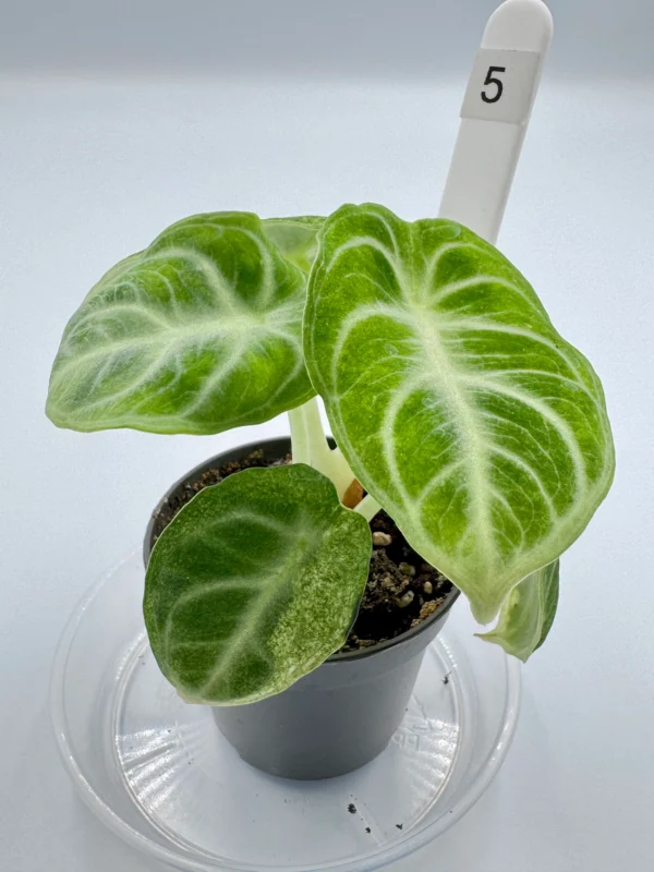 Alocasia Ninja Variegata  Ø-6cm H-15cm - obrazek 12