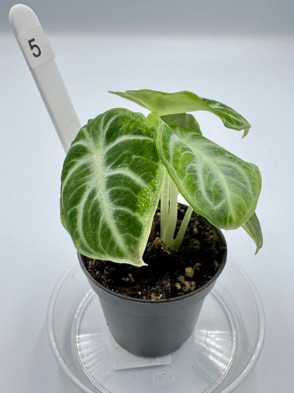 Alocasia Ninja Variegata  Ø-6cm H-15cm - obrazek 13