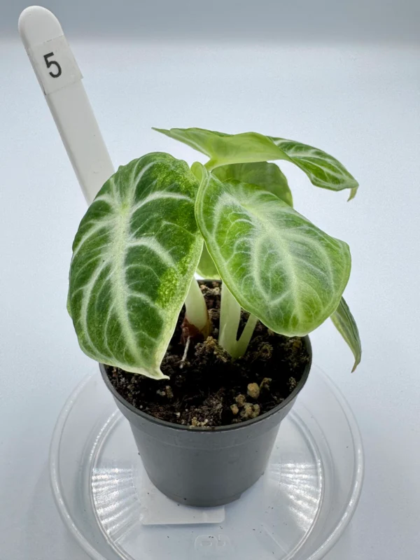 Alocasia Ninja Variegata  Ø-6cm H-15cm - obrazek 14