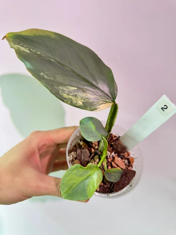 Philodendron Silver Sword Variegata Ø-10cm H-10cm - obrazek 3