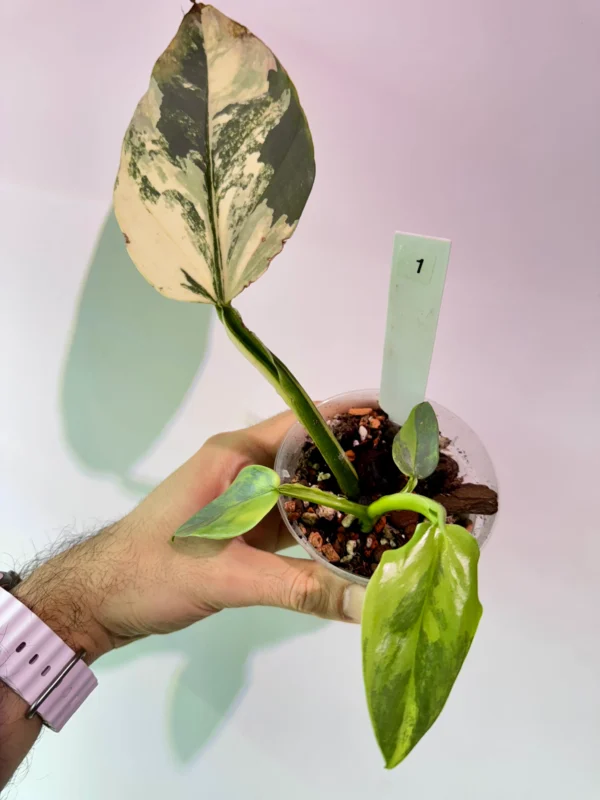 Philodendron Silver Sword Variegata Ø-10cm H-10cm
