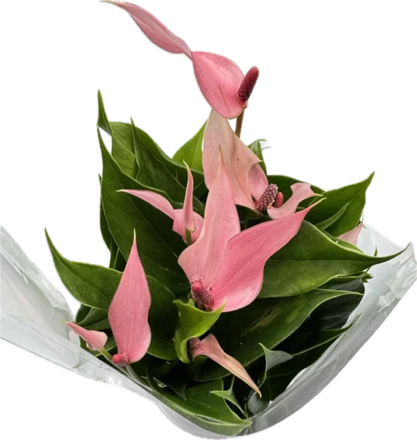 Anthurium Lilli Ø  7 cm H: 20 cm