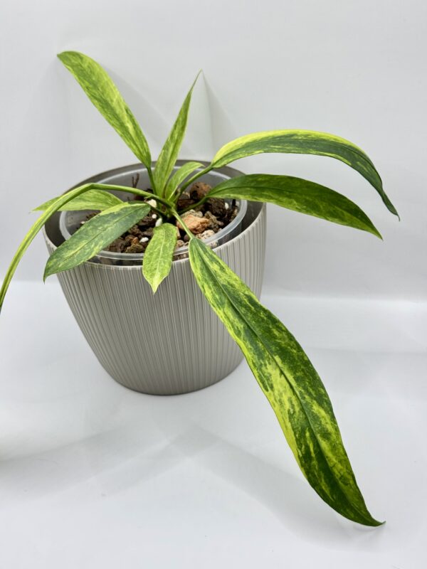 Anthurium Vittarifolium Variegata Ø-6cm H-15cm - obrazek 3